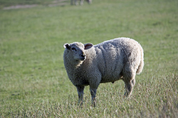 Neugieriges Schaf auf grünem Vordeich in Norddeutschland