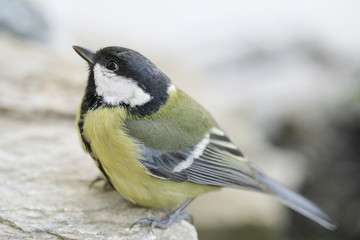 Obraz premium a4grafik.com_kohlmeise