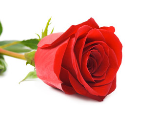 Naklejka premium Close-up of rose