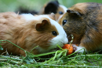 Fototapeta premium Meerschwein