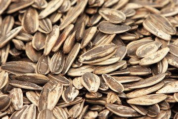 Sunflower Seeds in a pile