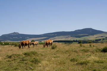 chevaux mézenc