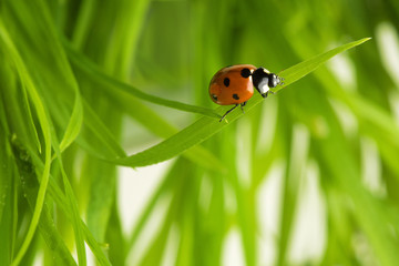 Obraz na płótnie Canvas Ladybird travels in a grass
