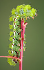 Caterpillar on red stem