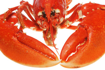 Lobster closeup