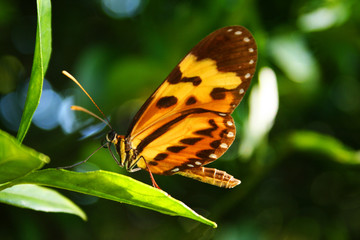 butterfly