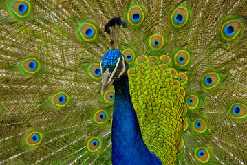 Colorful Peacock