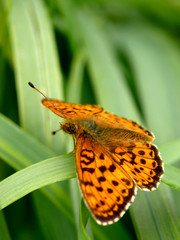 The butterfly sitting on a leaf of a plant.. Summer. Village.