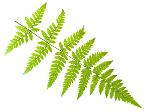 Single green fern leaf against the white background