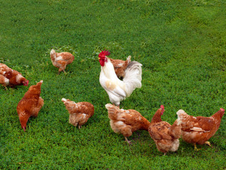 Cock and hens