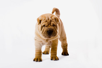 Funny sharpei