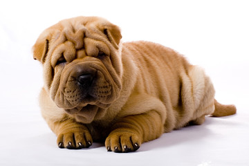Funny sharpei