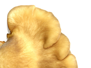champignon
