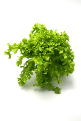 Fototapeta premium ripe leaf of green lettuce
