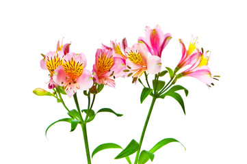 Colourful lilies isolated on the white background