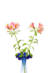 Colourful lilies isolated on the white background