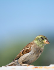 eating sparrow