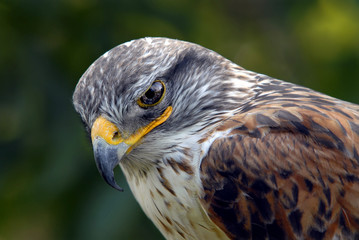 falconry