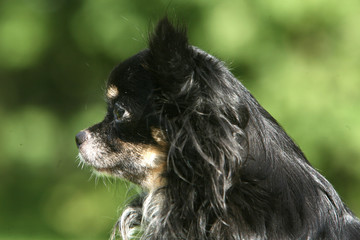 Chihuahua