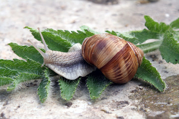 ma maison sur le dos