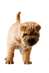 Funny sharpei