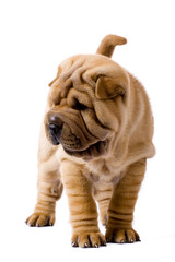 Funny sharpei