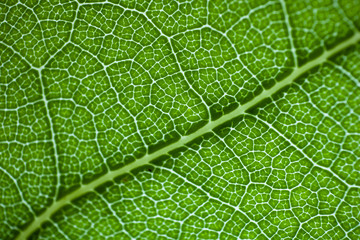 leaf