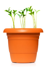 Green saplings growing in the clay pot