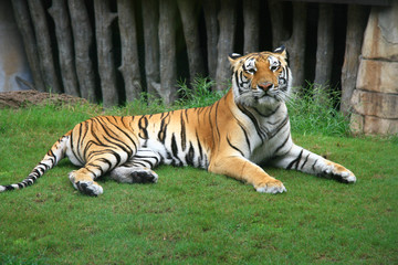tiger