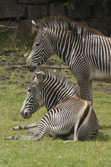 Fototapeta na wymiar Damara Zebra