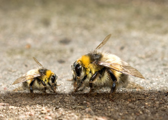 Bees