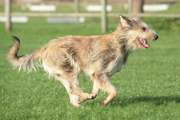 Berger Picard en course
