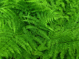 fern leaves