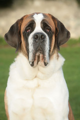 Fototapeta premium Saint Bernard