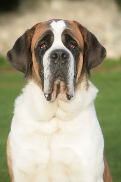 Saint Bernard