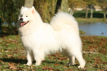 Samoyede