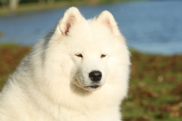 Naklejka premium Samoyede