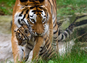 Obraz premium Tygrys syberyjski z dzieckiem między zębami