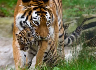 Crédence de cuisine en verre imprimé Tigre Tigre de Sibérie avec un bébé entre ses dents