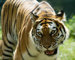 Fototapeta na wymiar Tygrys syberyjski (Tygrys Panthera tigris altaica)