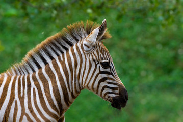 closeup of a beautiful baby zebra