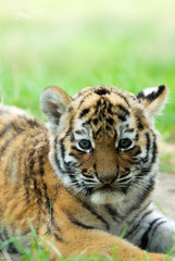 cute siberian tiger cub (Tiger Panthera tigris altaica)