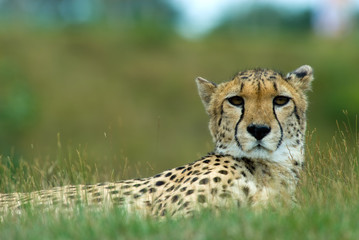 close-up of a beautiful cheetah (Acinonyx jubatus)