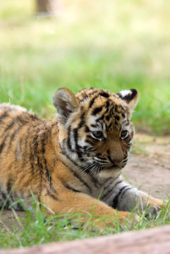 cute siberian tiger cub (Tiger Panthera tigris altaica)