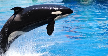 Obraz premium orque 4