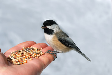 Chickadee on a hand