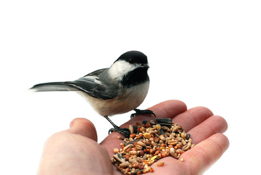 Chickadee on a hand isolated on white