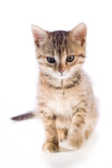 Obraz premium the cat