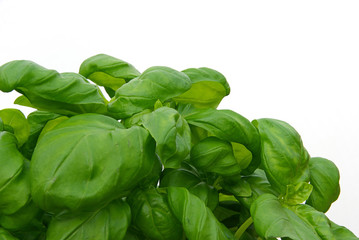 Basilikum - basil 02