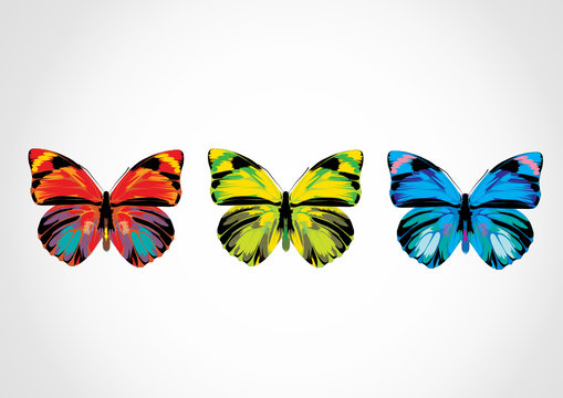 multicolored butterflies